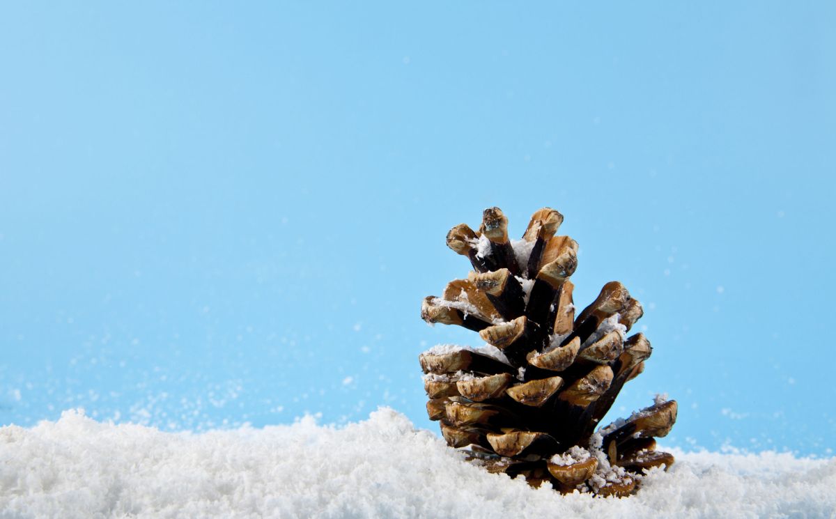 DIY Snow Covered Pinecones